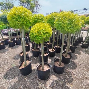 ����Ůؑ�������͘������ ����Ϟ���{���� ����֮�⻨�Rֲ������