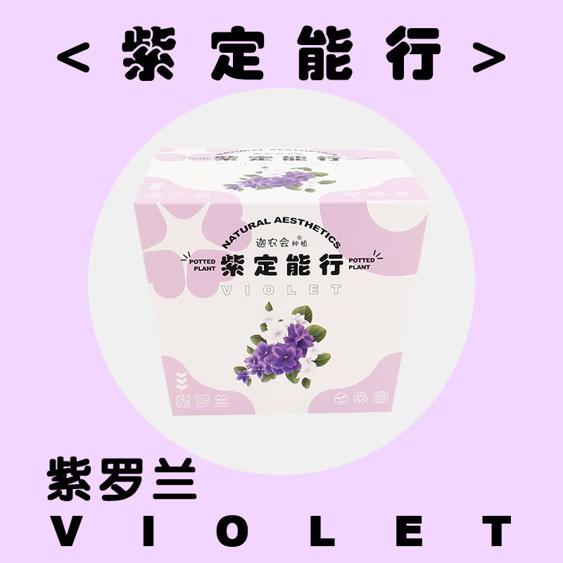 퍼플 딩렝 (바이올렛)