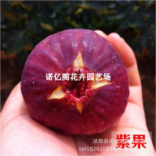 Japanese Extra-Large Purple Fig Saplings Potted Ground-Planted Purple Fig Saplings That Bear Fruit in the Same Year and Are Planted in the North and South