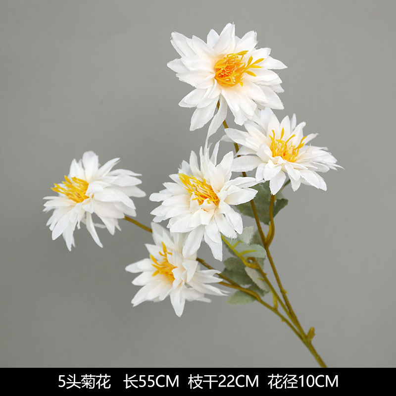 5 small chrysanthemums white