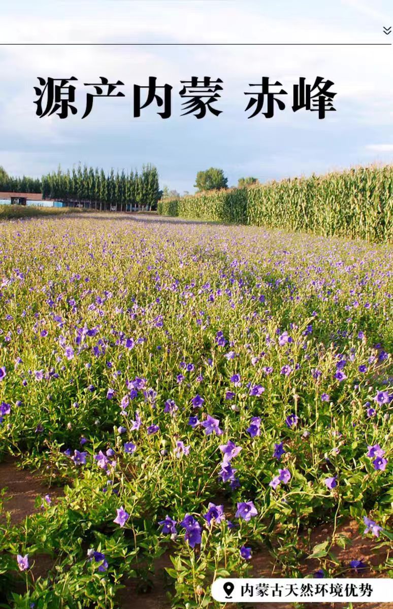Jie Geng Slices (Platycodon grandiflorus) — Dried Food Herb Root for Tea & Soup quality and texture