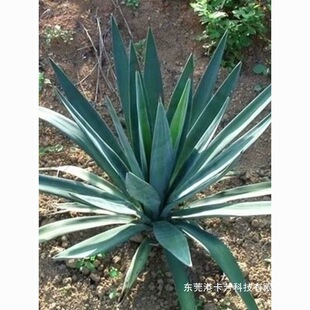 �������z�m�Pβ�mͥԺֲ��G�������ļ����G��ľ�^�~������С��