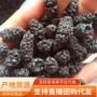 新疆代发500g无沙桑葚干
