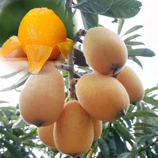 ������޽Ӵ������ش�o���Ϸ������Nֲ������˘���������