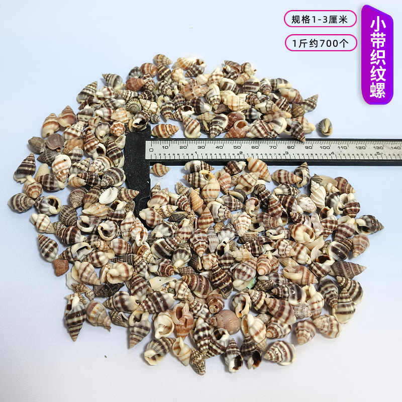 貝殻と法螺貝 1～2cmをポンド単位で販売、貝殻と砂を混ぜて手作りのDIYテーブルを製作、ドリフトボトルを製作|undefined