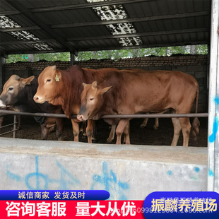 ���ʼ���ţ�����Sţ��ţ�ٶ���һ�^�Sţ�Bֳ��ó��� ������ţ