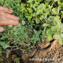 二月兰小盆栽苗 园林绿化工程苗 种类齐全青州苗圃供应二月兰盆栽