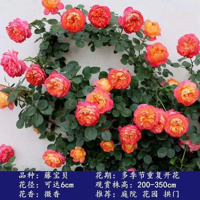 Flores de gran pila de rosas de rosa de temporada vieja, plantas de patio fragrantes, flores de balcón, flores de flores de rosa de rosa en todas las estaciones image 9
