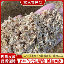 山东厂家批发散装稻壳 生物燃料酿酒制醋养殖垫料 新鲜稻壳