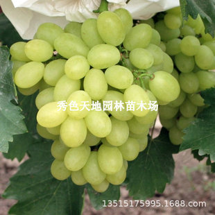 �R���������ј���o���ϱ����Nֲ���ٹ����ţ�����������Ե���