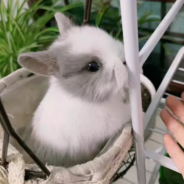 Light gray and white dwarf rabbit