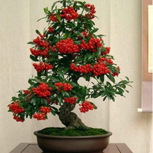 ��ɳ���辰���Ԙ䘶�Ϙ��Gֲ�^���^��ֲ���̨�͏dͥԺ������