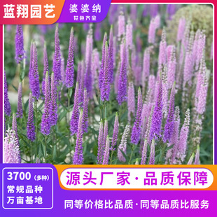 Mother-In-Law Na Seed Flower Bed Flower Mirror Essential, a New Choice to Beautify the Environment Flower Seeds Wholesale