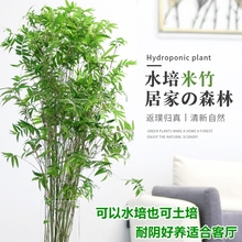 水培植物米竹室内盆栽小型凤尾竹盆景桌面绿植微盆景竹子苗观赏竹