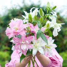 海蒂的花园百合种球重瓣香水伊莎贝拉冰美人进口盆栽阳台预绿植