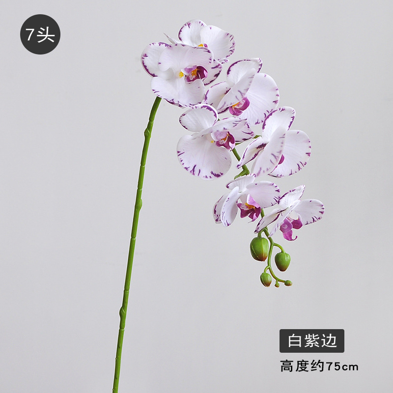 7 머리 흰색 보라색 가장자리