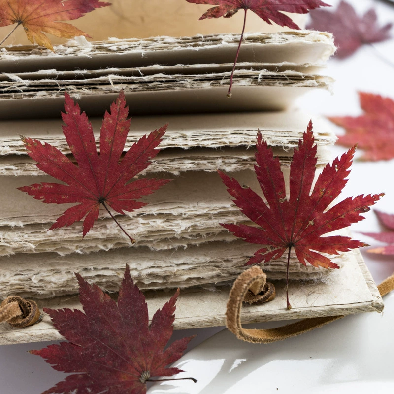 Образец кленового растения Детский лист рисунок diy материал Сухое тиснение фоторамка Закладка Сухие листья Учебный образец