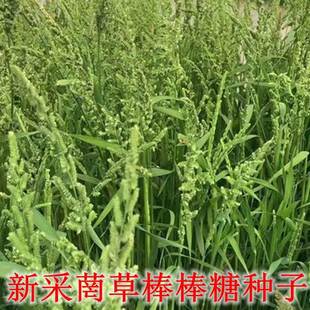 Newly Harvested Grass Seeds, Cold-Resistant Aquatic Plants, Winter Water Echinochloa, Rice Feed, Edible Fish and Shrimp Stick Grass Seeds