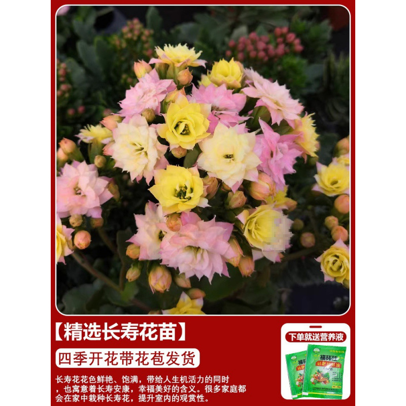 Flores de larga vida en maceta de doble pétalo, zorro dorado, gran flor con brotes de flores y plántulas, flores de interior en todas las estaciones, fáciles de cultivar.