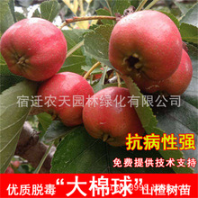 ɽ高ǼtoѼtɽ高ɽԵ