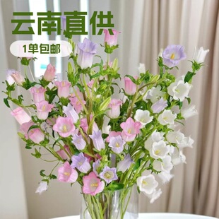 ���]�L⏻��r�����l��ϻ���ֱ����ͥ�廨�[���Fُ؛Դ��һ�����l