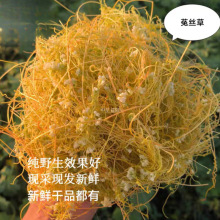 天然新鲜中药材菟丝子无娘藤金丝藤豆寄生黄丝无根草菟丝藤菟丝草