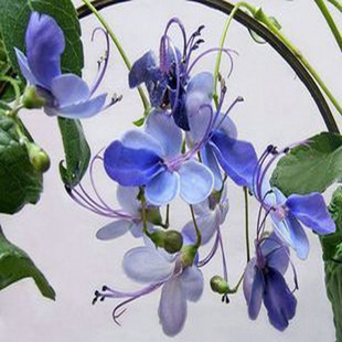 Blue Butterfly Uganda Begonia Potted Tropical Flower Blue Flowering Evergreen Shrub Perennial Garden Plant