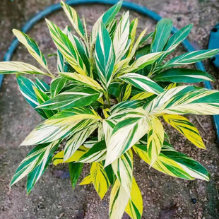 Base Aquatic Plant Mosaic Galangal Garden Greening Flower Mosaic Ginger Seedlings Colorful Leaf Ginger Flower Mirror Leaf Block Ground Cover