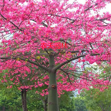 ľ�޻����� ľ�޻���Ӣ�ۘ� �tľ�����Ե���ͥԺ���F��·�G�����