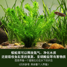 蜈蚣草定植鱼缸造景懒人水草水族箱活体绿菊金鱼藻净化水质挂卵