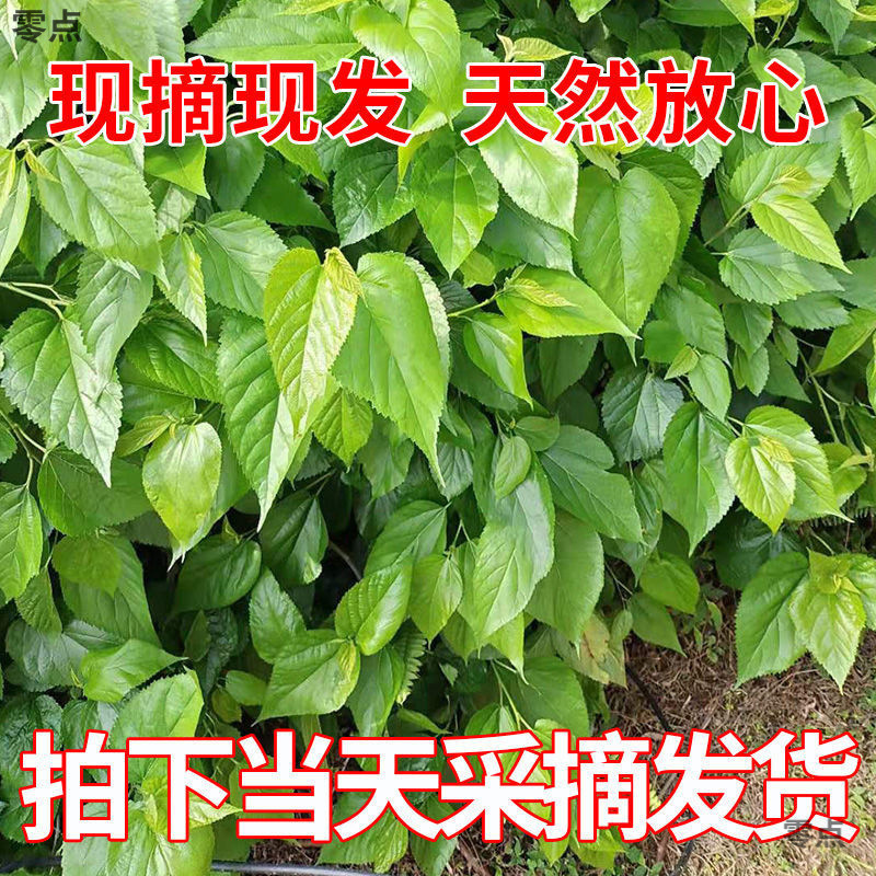 小蚕大蚕嫩叶蚕宝宝饲料树苗叶现摘农家自种蚕桑专用新鲜桑叶跨境
