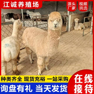 动物园观赏羊驼活体 出售租赁亲人互动羊驼 家养宠物萌宠羊驼