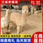观赏互动动物园活体羊驼