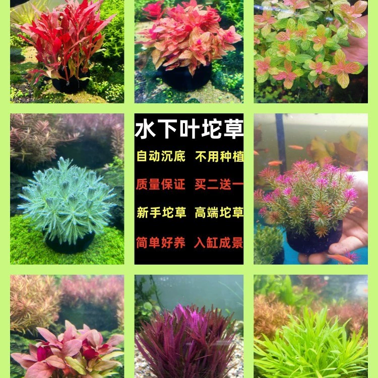 Подводная листовая трава новичок ленивые люди посадка-Бесплатная аэрирующая среда начального уровня и задняя сцена отрицательная трава положительная трава без нижнего песка