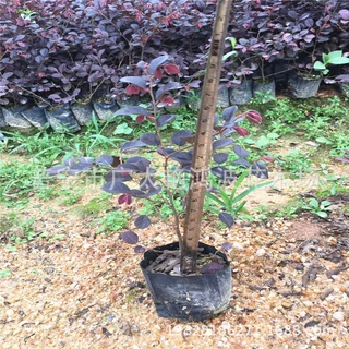 普宁广太艳鸿波花木场红继木红梽木绿化树容器苗园艺袋装容器苗木