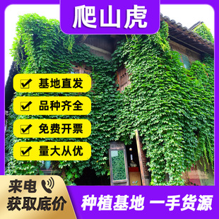Ivy Seedlings, Wall-Climbing Five-Leaf Brocade Seedlings, Three-Leaf Ivy Seedlings, Large Seedlings, Red-Leaf Climbing Vine Plant Seeds