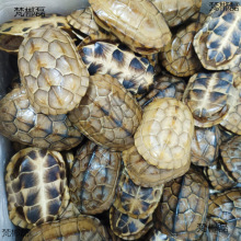 ��������ך���Ȼ�����������דu�����Ը��װѼ�������������ռ