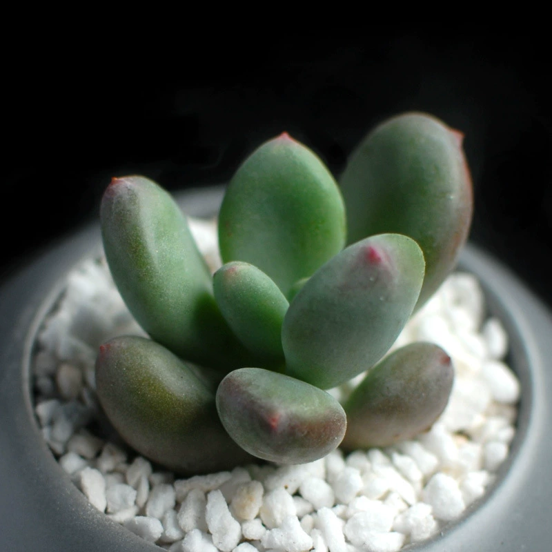 Цинсин красоты сочные растения в горшке завод офис зеленое растение Горшечное растение цветок украшения дома пальмовое растение