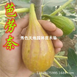 ��Ʒ�N�ش���㽶�̈́��δ�͟o���������ϱ����������Ԯ���Y����