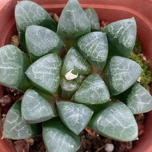 Japanese Green Plant Potted Landscape Succulent Greenhouse Wholesale Agave Cactus Twelve