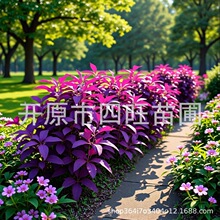 东北辽宁 紫叶稠李 红叶李 紫叶李 绿化占地树 乡村绿化树