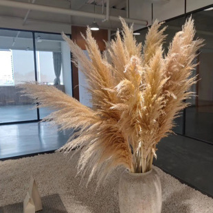 �W�t����˹��Ȼ�JȔ�ɻ��滨��Ȕ�[��ins�L��c��ش�����滨��