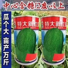 �ش��¼t�����ϷN�Ӵ����ļ��߮a���͹��r�Ҳˈ@����ˮ���߲˷N��