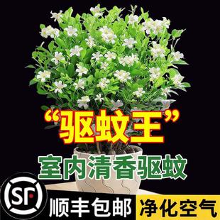 ������þ��������Ի����҃�����ò�ֲ����������Ϙ��辰�Gֲ