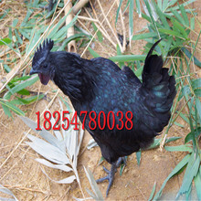婆罗门种鸡出售观赏鸡焚天鸡哪里有卖的 婆罗门鸡活体有苗价格