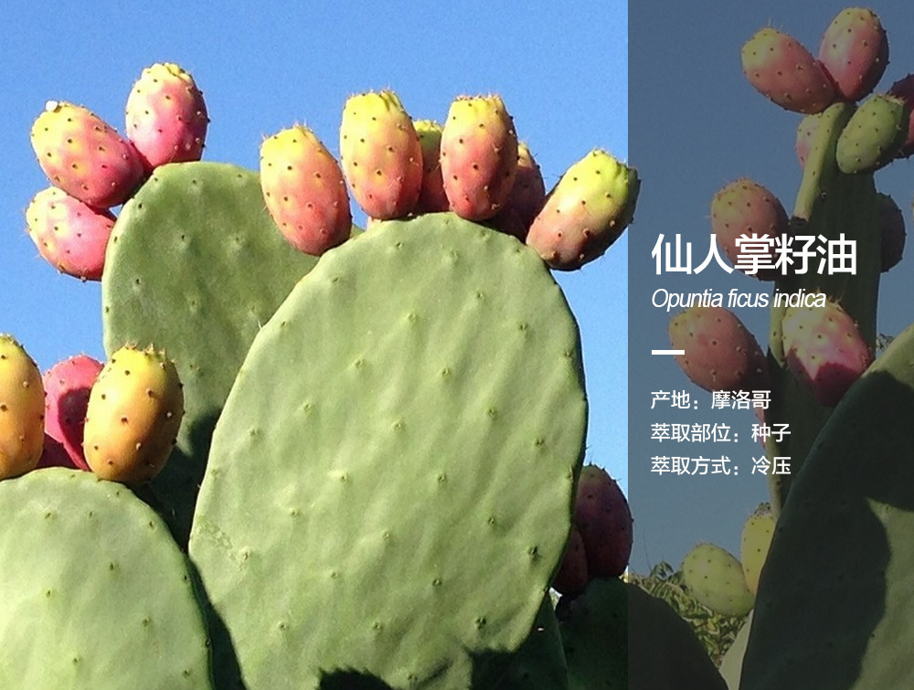 仙人掌籽油
