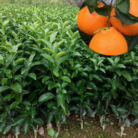 贵州耙耙柑橘果树苗木批发 采购价格图片 嫁接春见果苗