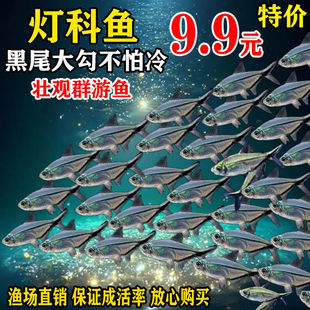 Black-Tailed Big Hook Fish Group Swimming Fish Grass Tank Small Tropical Fish Fry Ornamental Fish Tropical Fish Lamp Fish Goldfish Fish Tank
