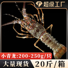 С����20��/��200-250g/ֻ �������l���С�������r������rԭ��
