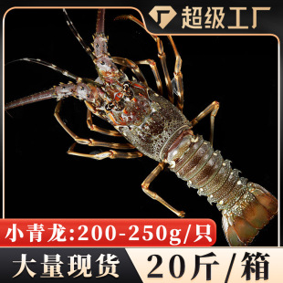 С����20��/��200-250g/ֻ �������l���С�������r������rԭ��